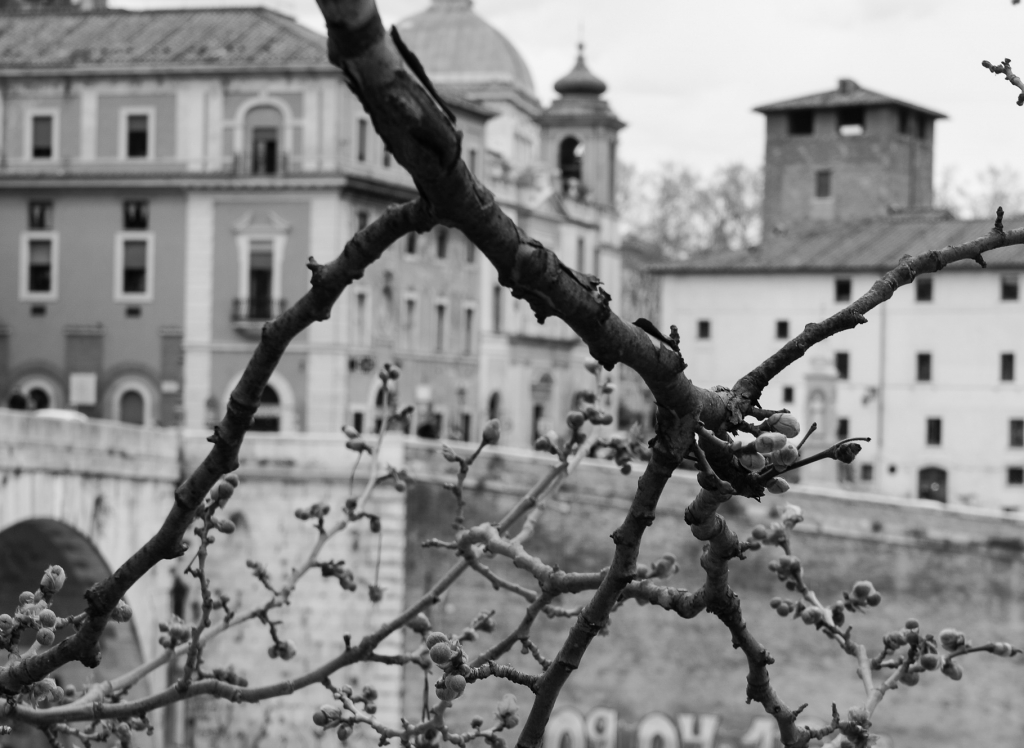 Early spring in Rome, 2018 Early spring in Rome, 2018