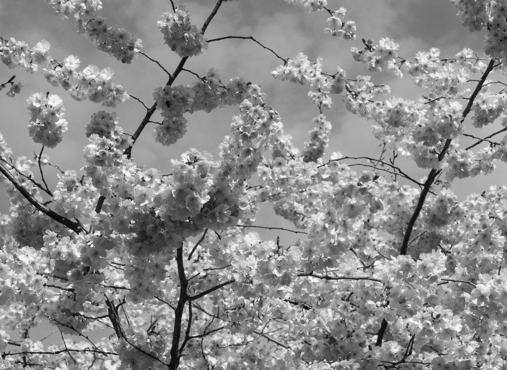 Cherry blossoms, 2019