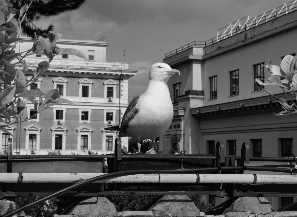 Sea gull, Rome 2018