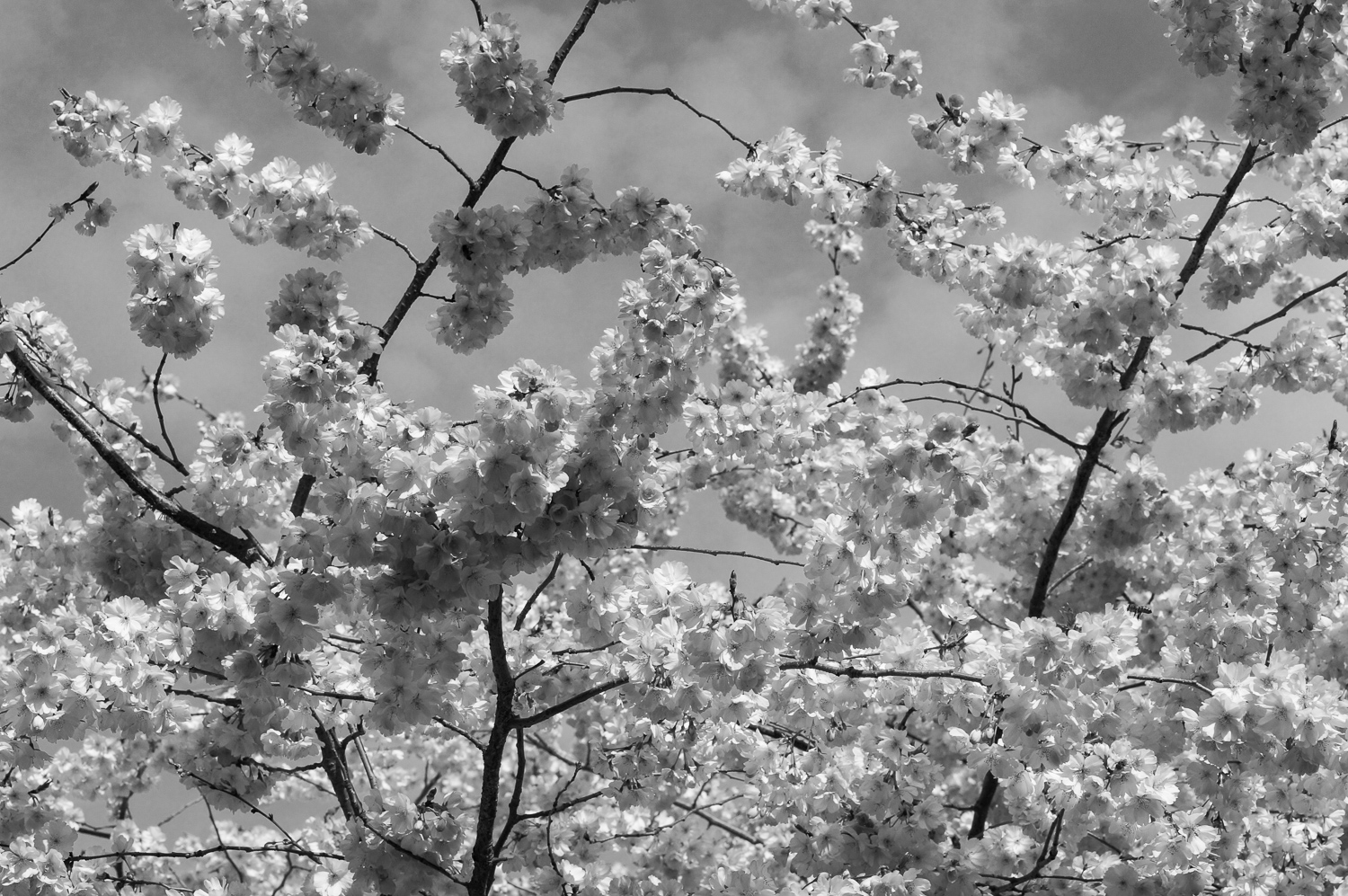 Cherry blossoms, 2019
