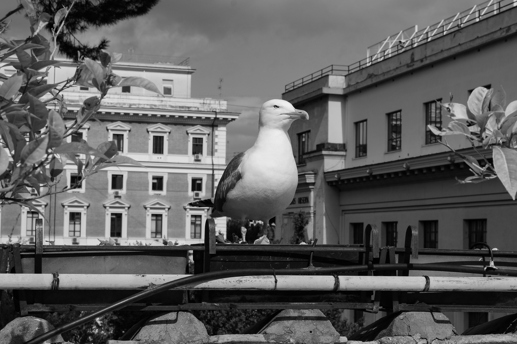 Sea gull, Rome 2018
